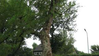 verwijderen van bomen in Riel en Chaam